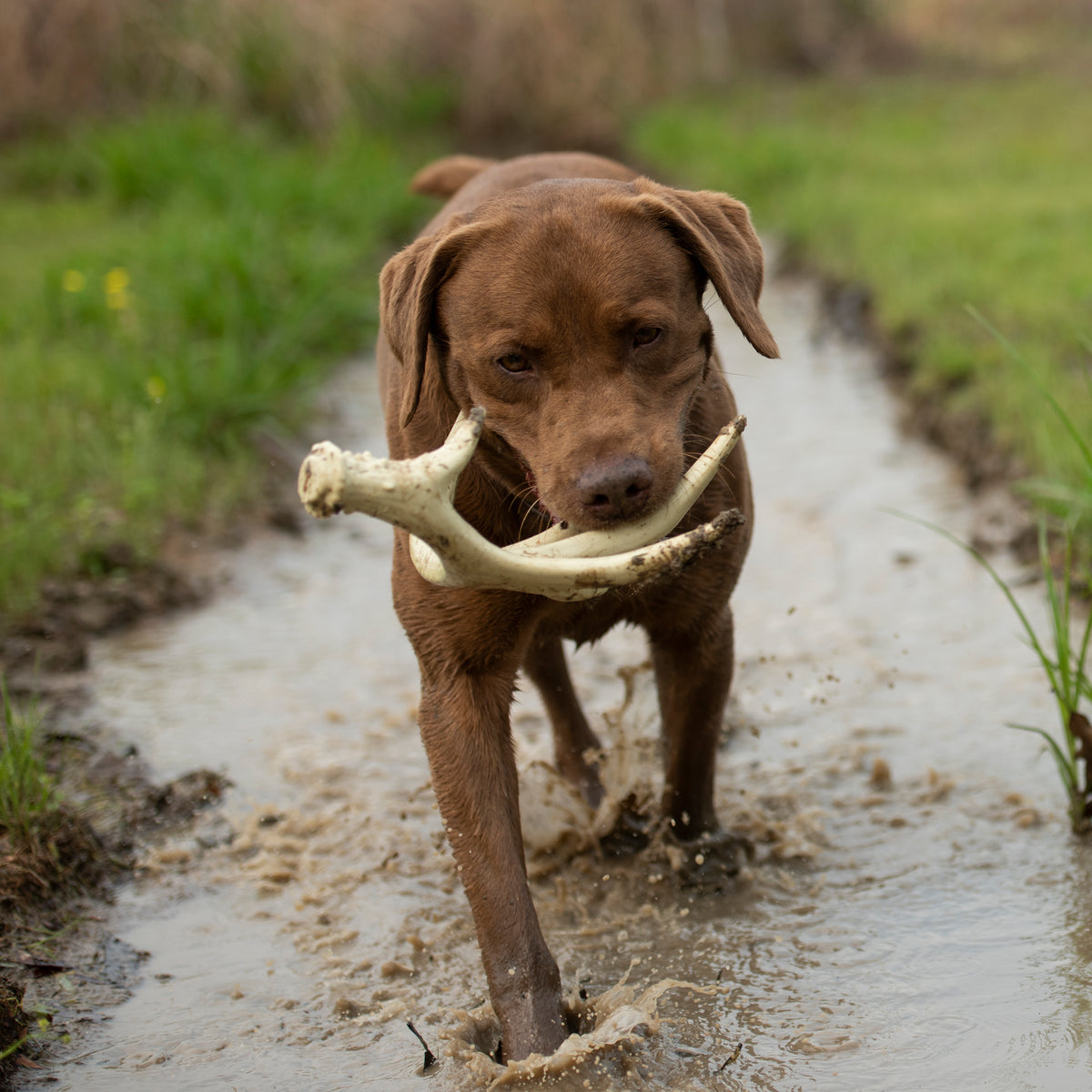 Browning Antler Toy Taupe